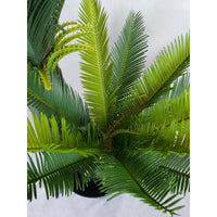 Multi Trunk Sago Cycad 130cm